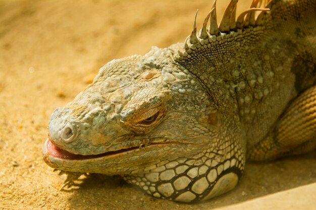 L'iguana dorme sulla sabbia