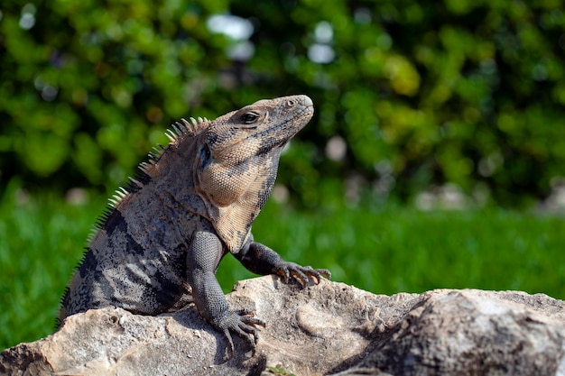 L'iguana è un genere di lucertole erbivore originarie delle aree tropicali del Messico