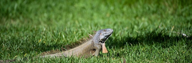 L'iguana è un rettile lucertola nell'iguana nella famiglia dell'iguana e nella sottofamiglia iguanidae