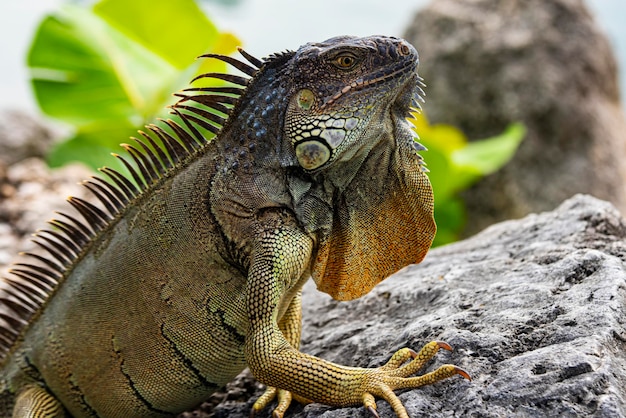 L'iguana è un rettile lucertola nell'iguana nella famiglia dell'iguana e nella sottofamiglia iguanidae