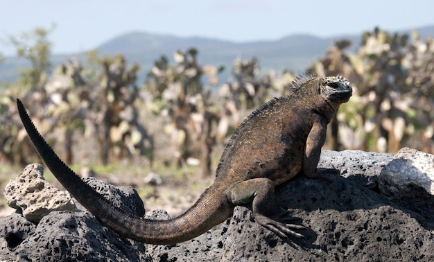 L'iguana marina è seduta sulle rocce