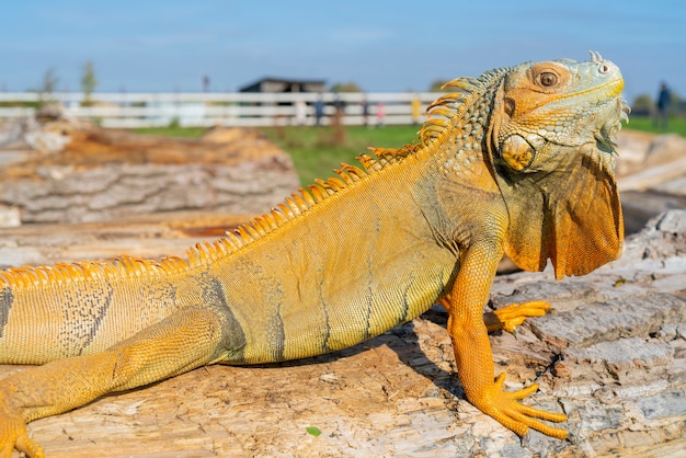 L'iguana verde comune Iguana iguana l'iguana americana