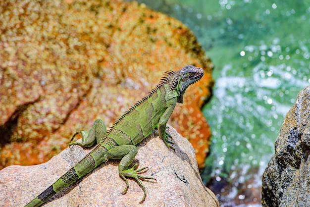 L'iguana verde conosciuta anche come l'iguana americana è un rettile lucertola del genere iguana nell'iguana