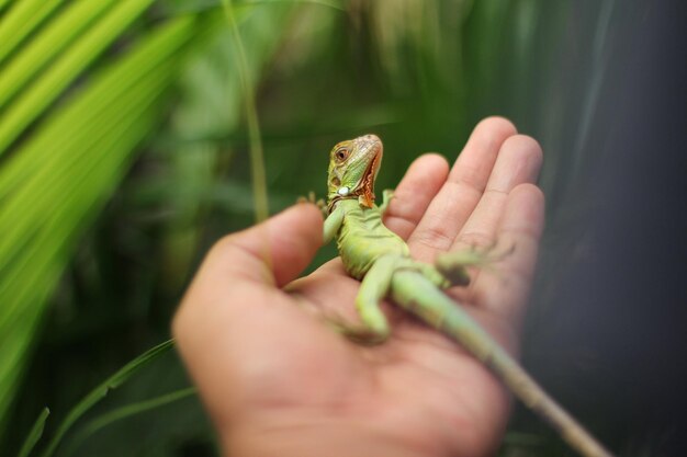 L'iguana verde conosciuta anche come l'iguana americana o l'iguana verde comune