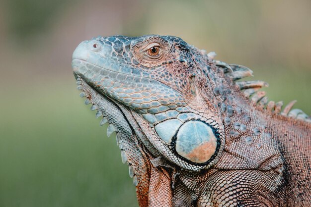 L'iguana verde o iguana americana