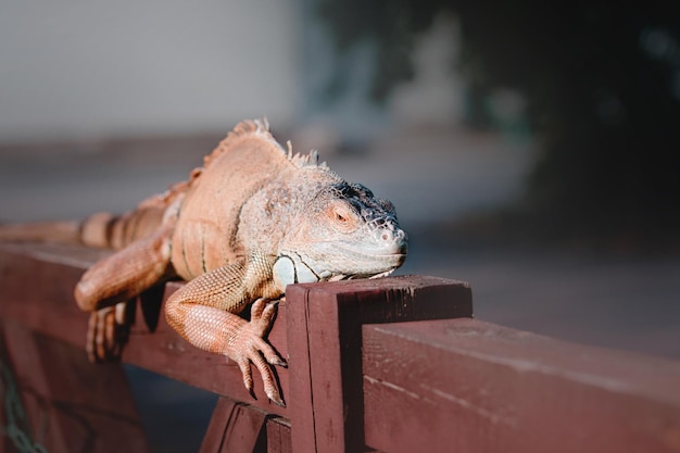 L'iguana verde o iguana americana