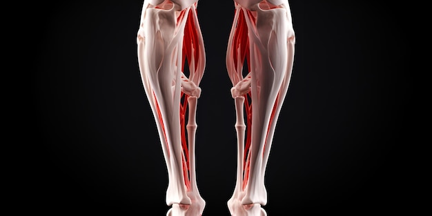 L'illustrazione 3D delle ginocchia ferite in primo piano contiene il percorso di ritaglio