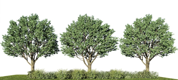 l'illustrazione della rappresentazione 3d isolato dell'albero su fondo bianco include il percorso di residuo della potatura meccanica