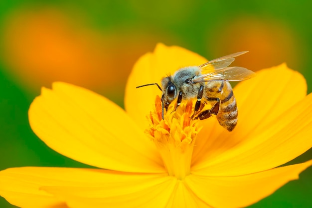 L'immagine dell'ape o dell'ape mellifica sul fiore giallo raccoglie il nettare Ape mellifica dorata sul polline del fiore Insetto Animale