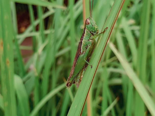 L'immagine della cavalletta è seduta su una foglia verde.