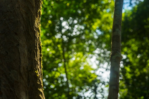 L&#39;immagine di abbondanti risorse naturali. Nel sito del patrimonio mondiale Dong Phaya Yen