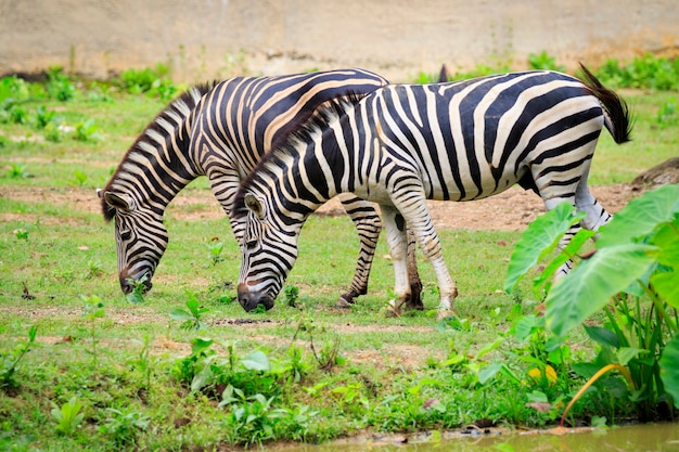 L'immagine di due zebre sta mangiando l'erba sullo sfondo della natura. Animali selvaggi.