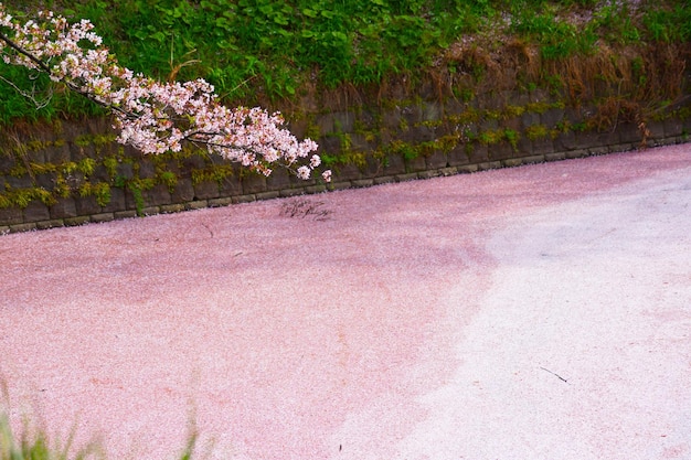 L'immagine di Sakura di Chidorigafuchi