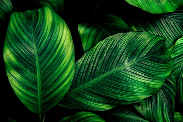 L'immagine di sfondo che è verde i colori delle foglie autunnali sono perfetti per la stagione
