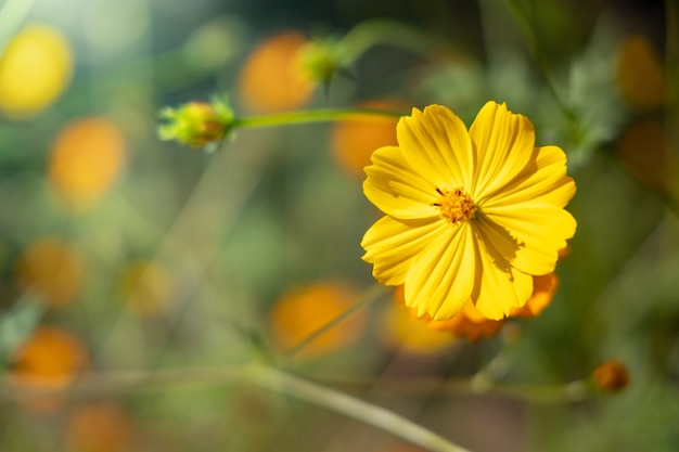 L'immagine di sfondo dei fiori colorati, natura di sfondo