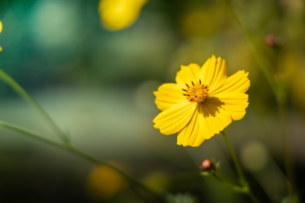 L'immagine di sfondo dei fiori colorati, natura di sfondo