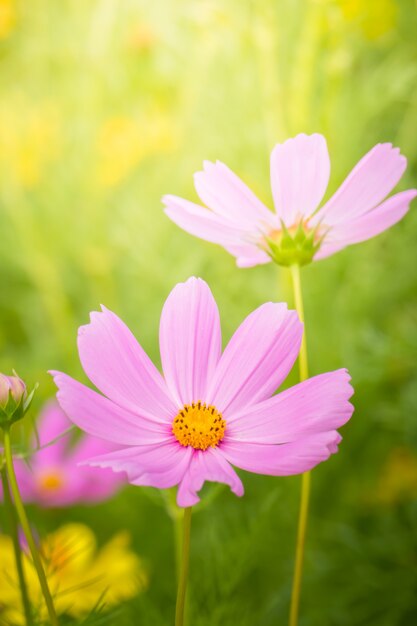 L&#39;immagine di sfondo dei fiori colorati