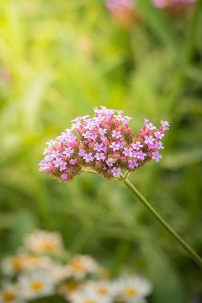 L&#39;immagine di sfondo dei fiori colorati