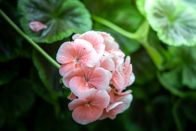 L'immagine di sfondo dei fiori colorati