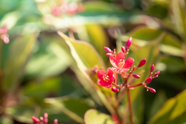 L'immagine di sfondo di fiori colorati