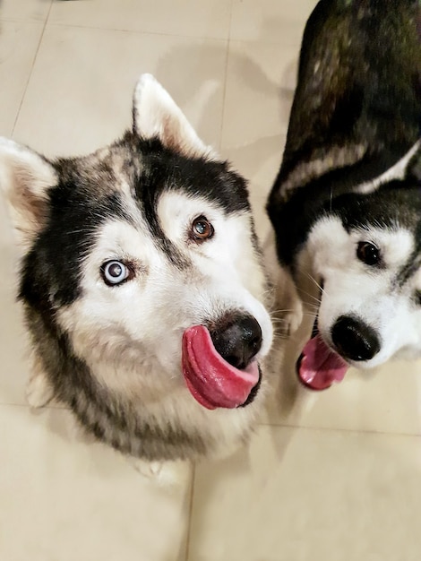 L&#39;immagine di un cane del husky siberiano esamina la macchina fotografica mentre sta affamando