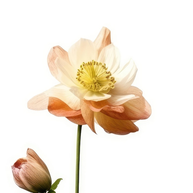 L'immagine di un fiore con la parola tulipani sopra