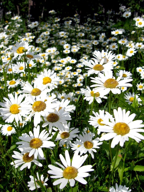 L'immagine di un letto di fiori di bellissime camomille bianche