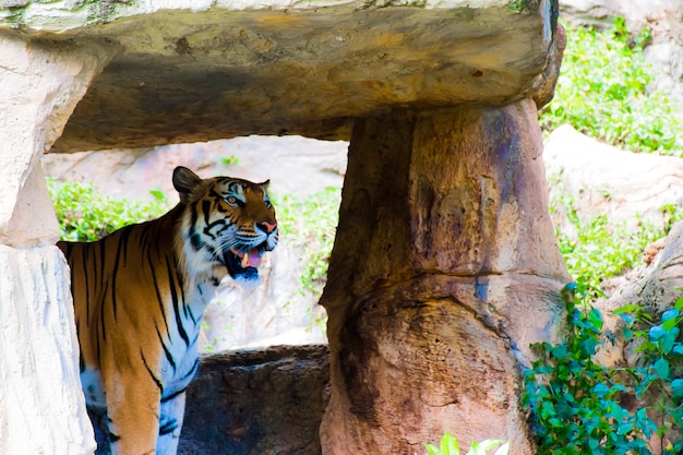 L'immagine di una tigre in piedi sotto una grande grotta di roccia.