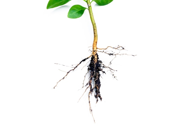 L'immagine mostra in dettaglio l'apparato radicale di una pianta isolata su sfondo bianco (Root)