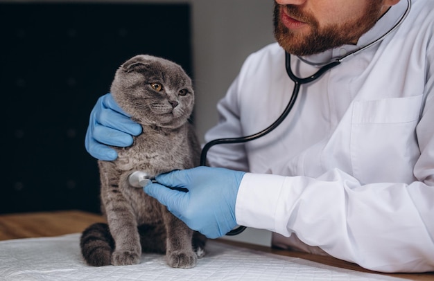 L'immagine ritagliata di un bellissimo medico veterinario maschio con stetoscopio sta esaminando un simpatico gatto grigio presso la clinica veterinaria