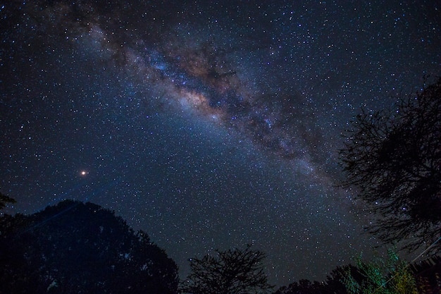 L'imponente via lattea e alcuni alberi nel parco nazionale del Masai Mara. Kenya