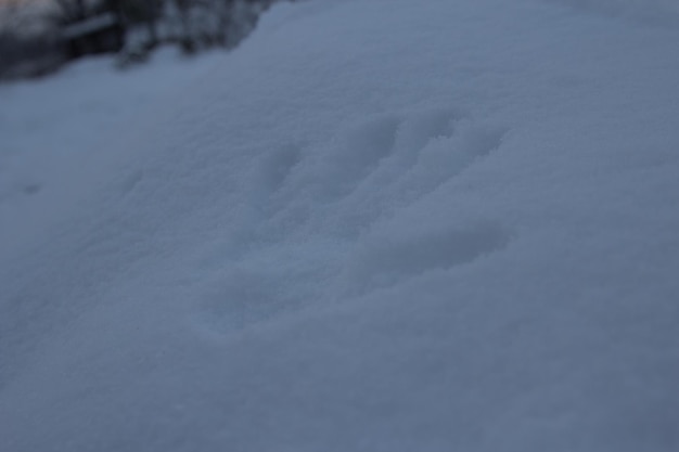 L'impronta della mano dell'uomo sulla neve in inverno