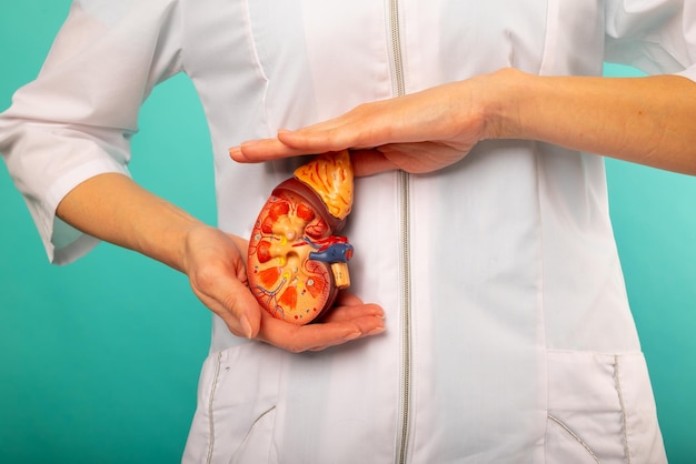 L'infermiera della donna sta tenendo il mockup del rene umano Concetto di aiuto e cura Concetto di aiuto e cura