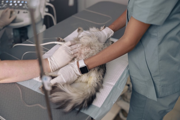 L'infermiera tiene un gatto grigio mentre il medico esegue un'indagine con gli ultrasuoni in clinica