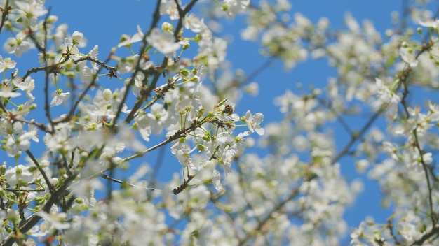 L'insetto ape mellifere impollina le ciliegie selvatiche in fiore con piccoli fiori bianchi piccoli fiorimenti bianchi