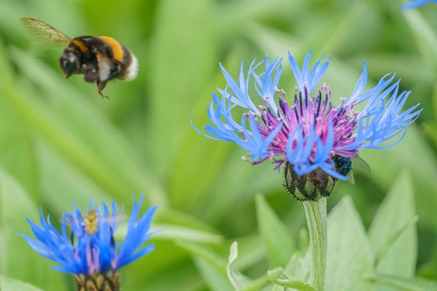 L'insetto calabrone raccoglie il nettare Impollinazione dei fiori Nettare Il mondo degli animali