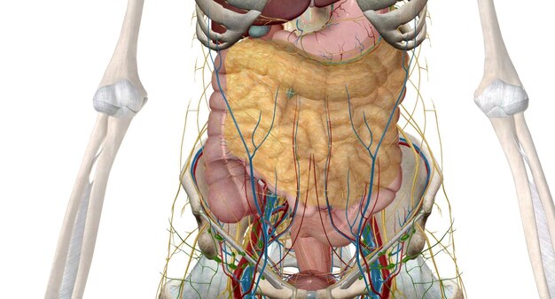 L'intestino è un lungo tubo continuo che va dallo stomaco all'ano