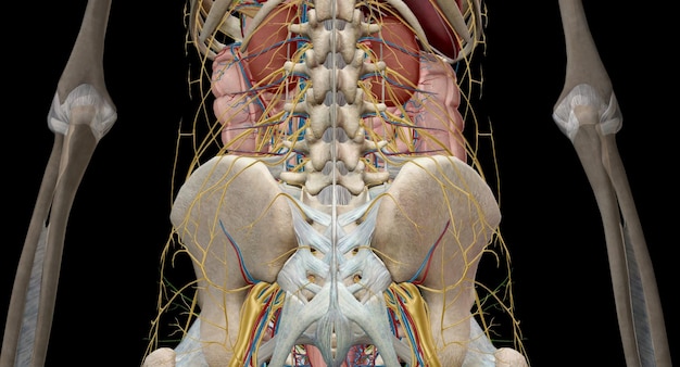 L'intestino è un lungo tubo continuo che va dallo stomaco all'ano