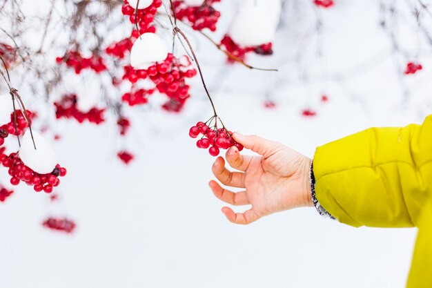 L'inverno della ragazza tocca il viburno, Rowan.