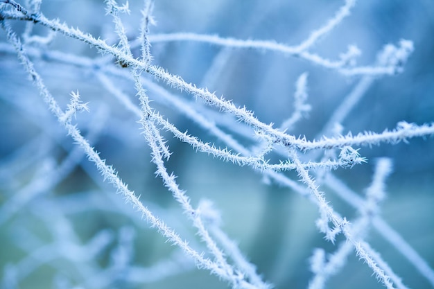 L'inverno sta arrivando Primo gelo