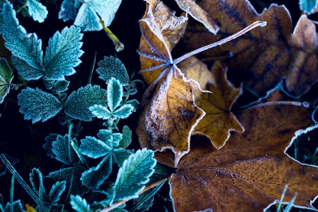 L&#39;inverno sta arrivando