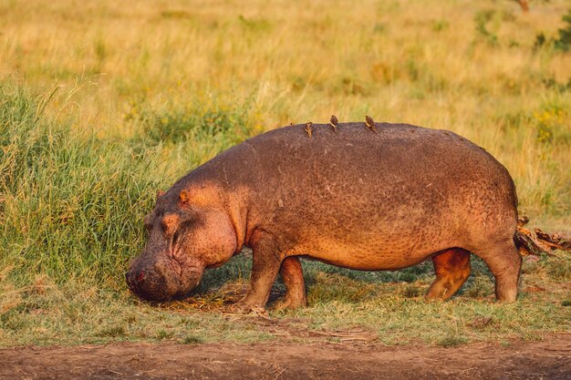 L'ippopotamo in piedi sul campo