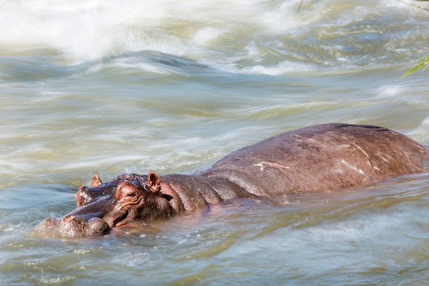 L'ippopotamo nel fiume