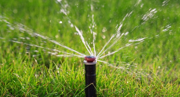 L'irrigatore automatico spruzza l'acqua sul prato al tramonto contro l'erba verde