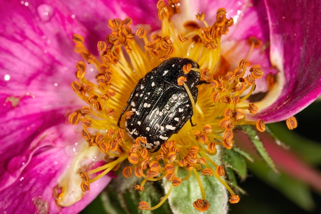 L'Italia, campagna, uno scarabeo su un fiore selvatico