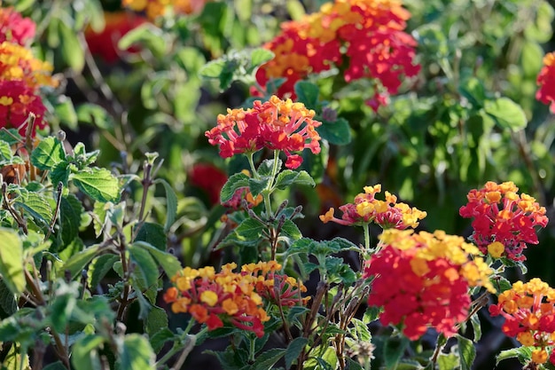 L'Italia, Sicilia, fiori in un giardino