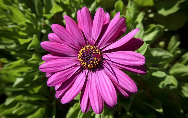 L'Italia, Sicilia, margherita viola africana in un giardino