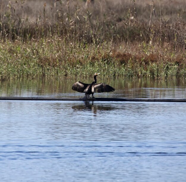 L'Italia, Sicilia, Pachino WWF National Park, cormorano (Phalacrocorax carbo)