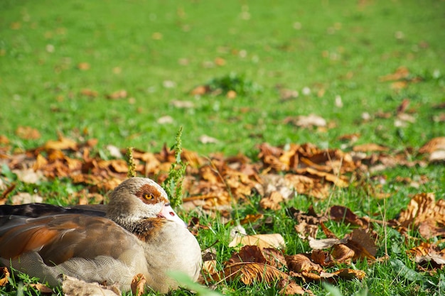 L'oca egiziana riposa sull'erba verde nel parco