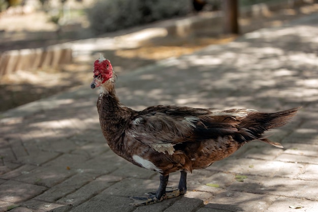 L'oca multicolore cammina nel primo piano del parco